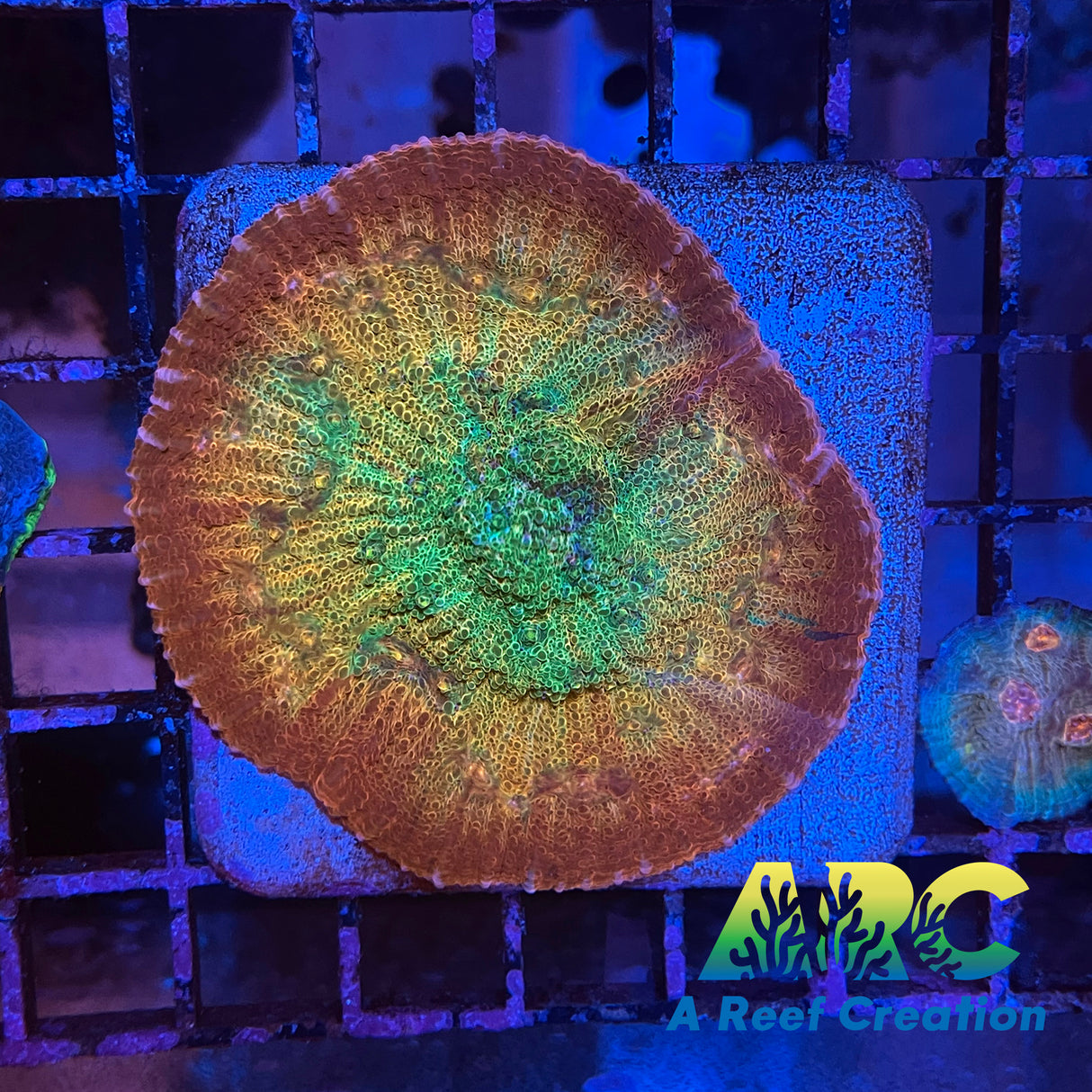 ARC Ludicrous Chalice Mother Colony