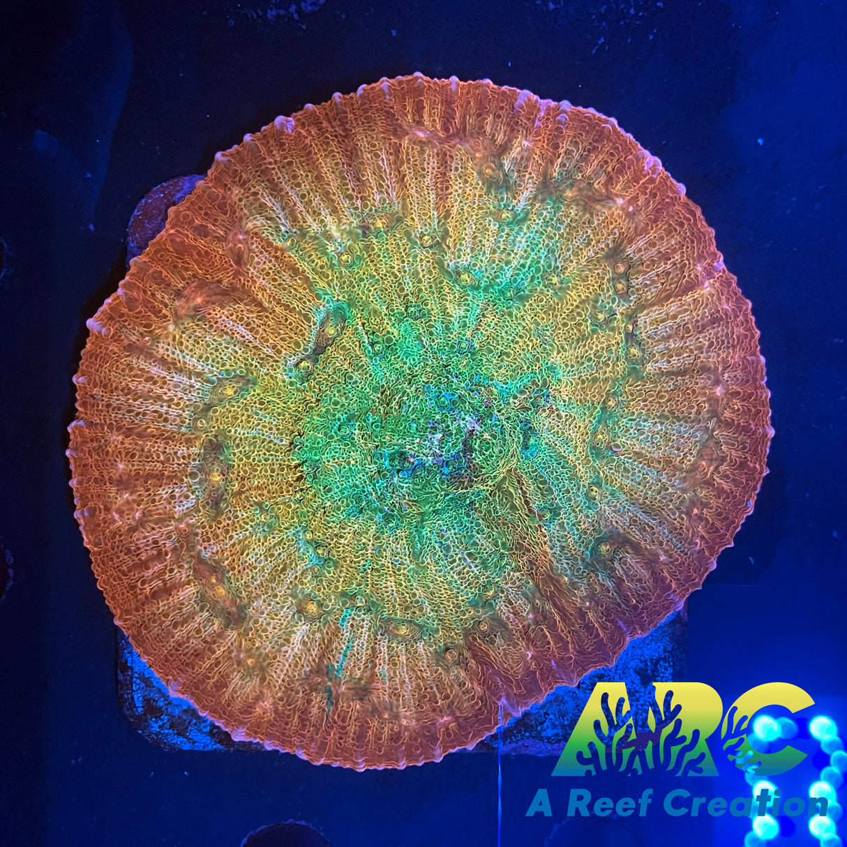 ARC Ludicrous Chalice Mother Colony