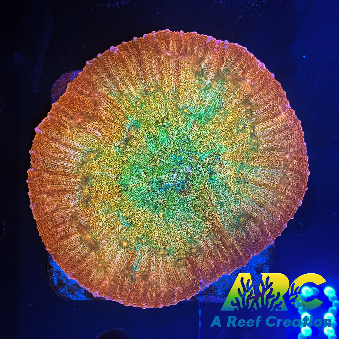 ARC Ludicrous Chalice