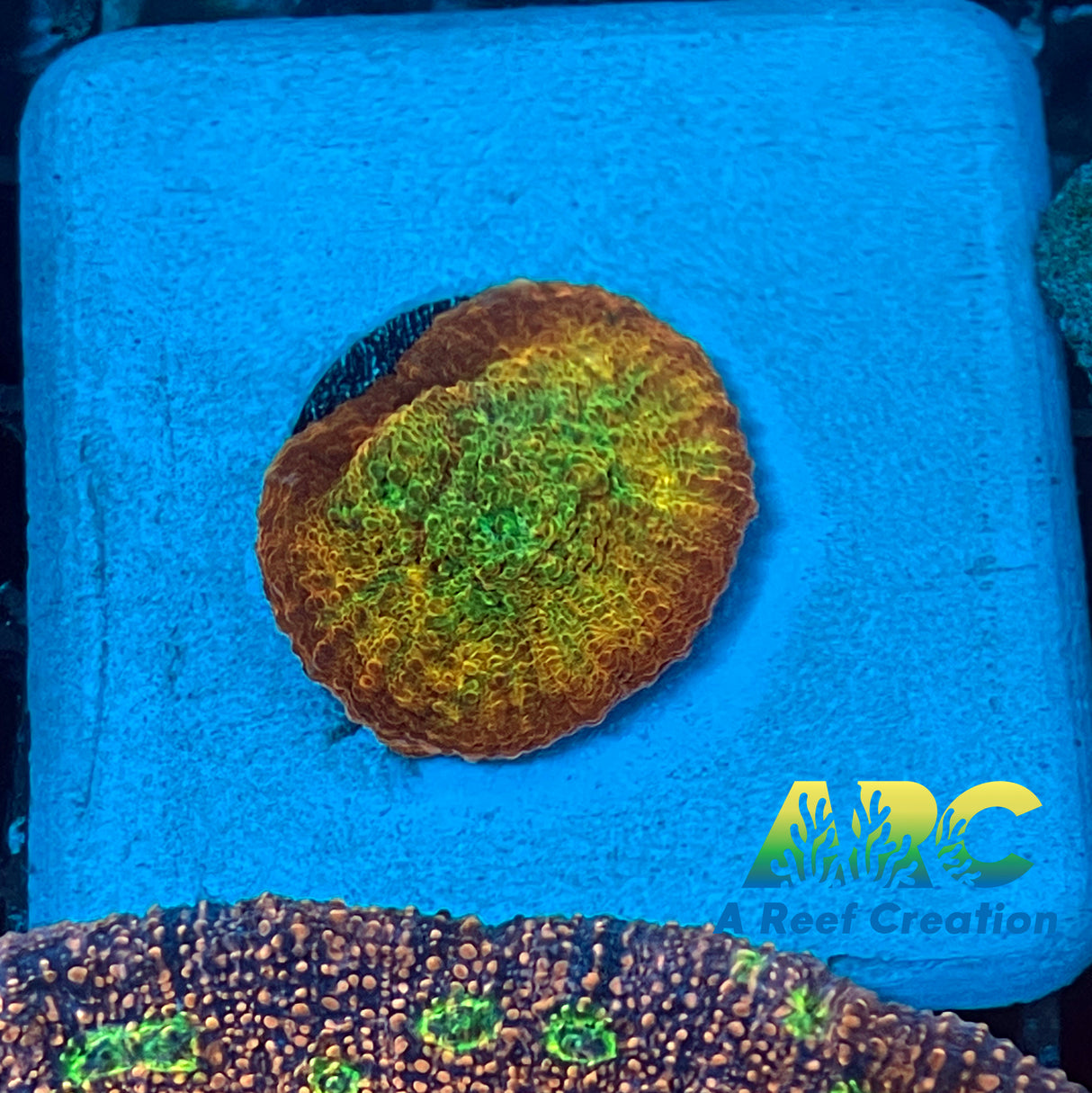 ARC Ludicrous Chalice Mother Colony