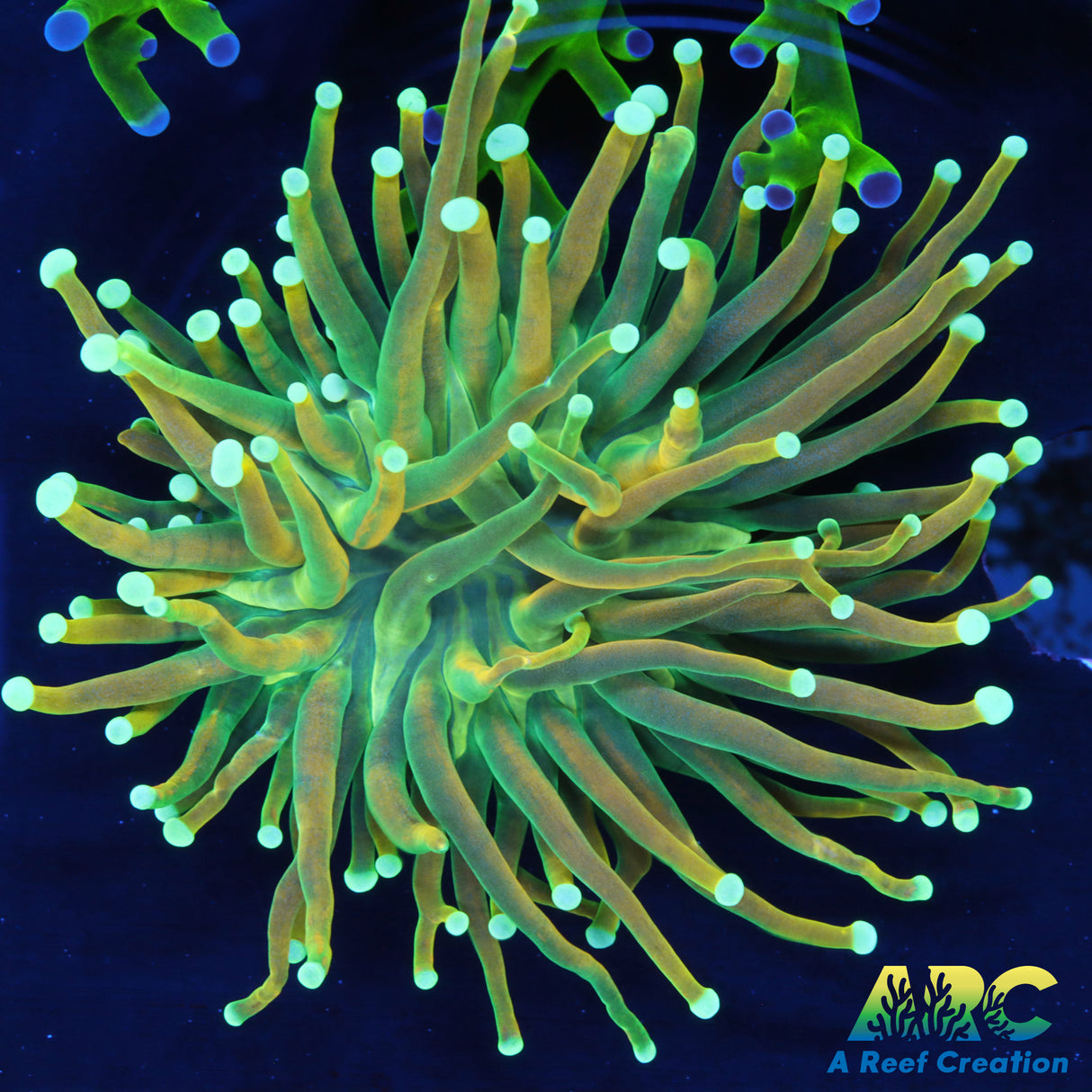 ARC MasterFire Torch