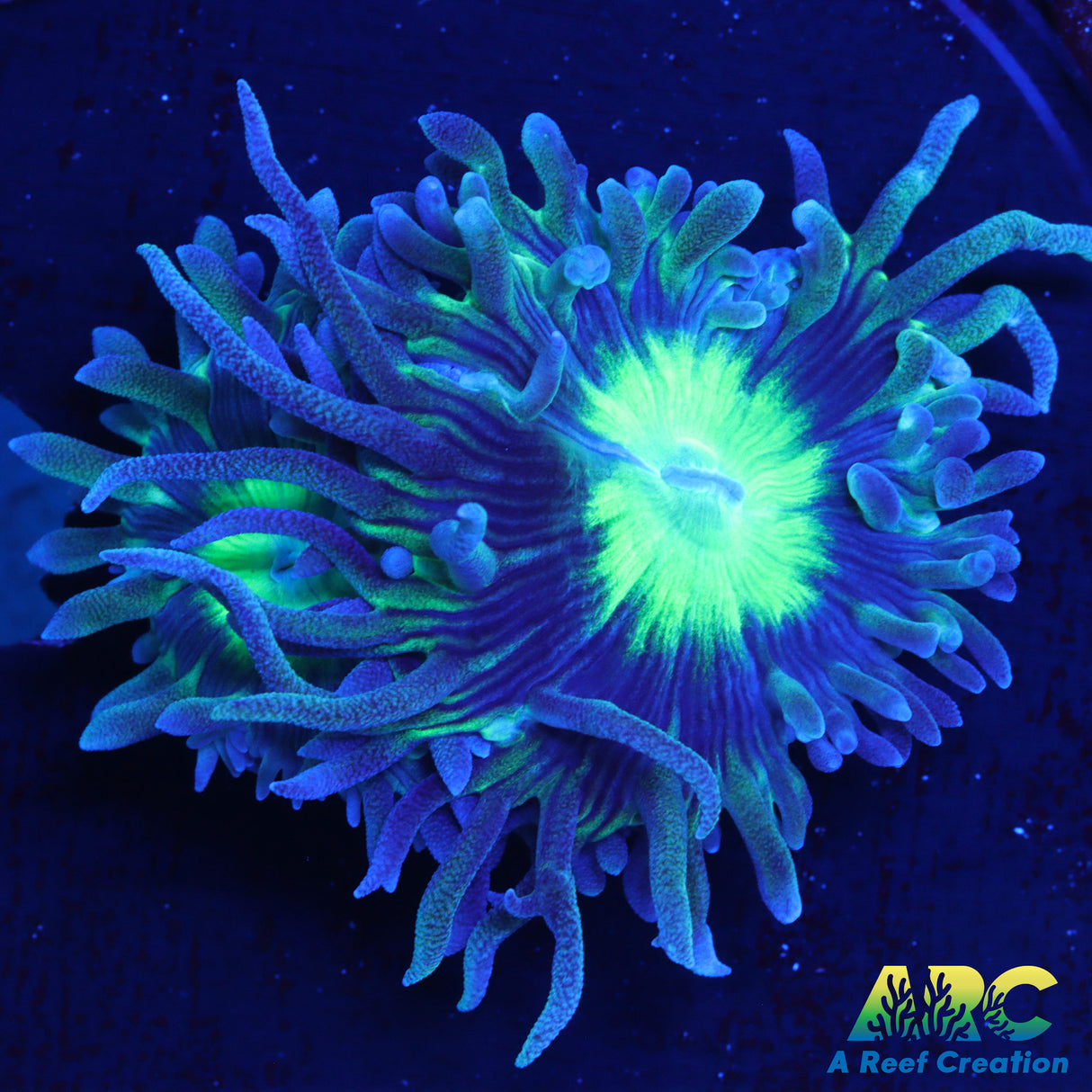 WWC Dream Catcher Duncan