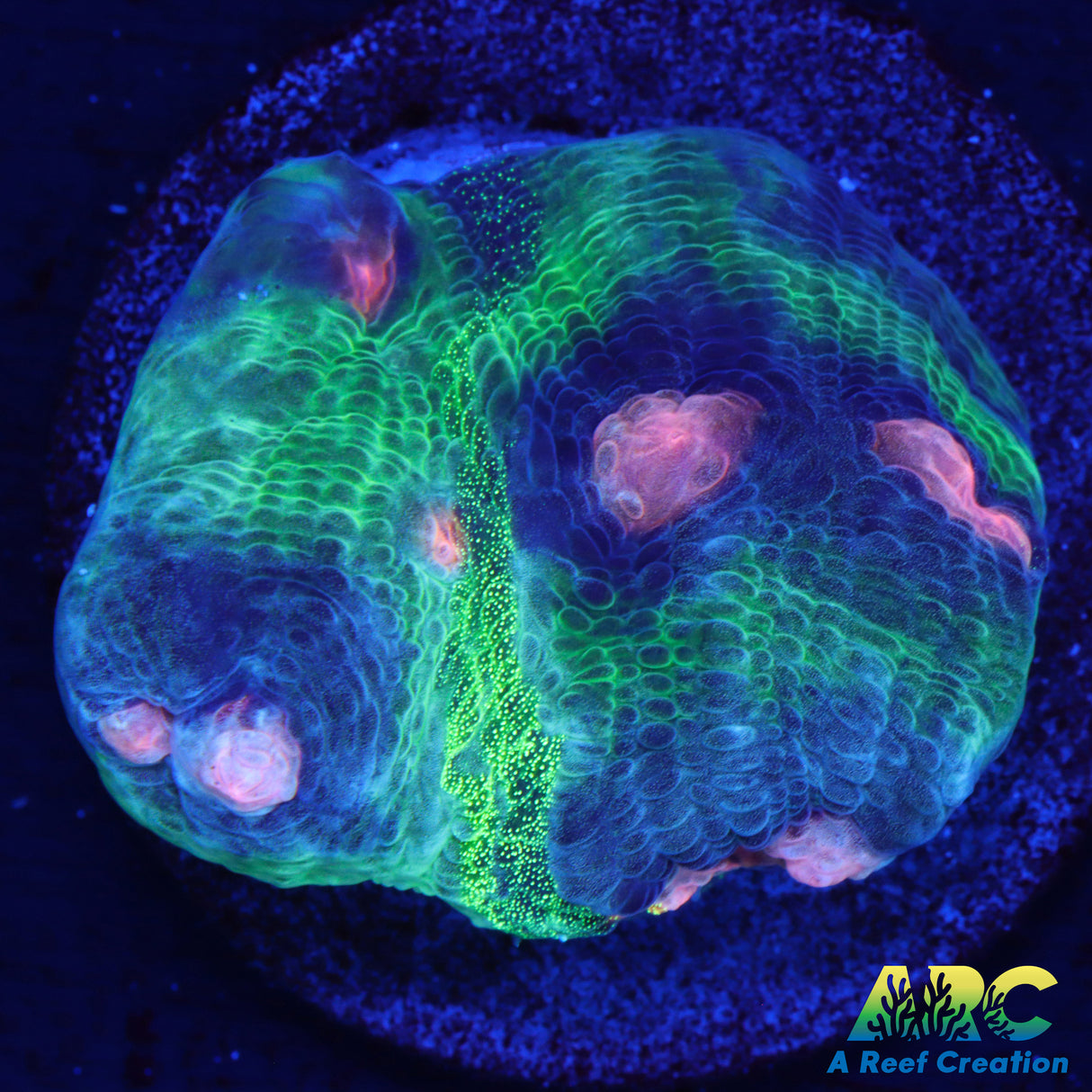 ARC Primal Fear Chalice