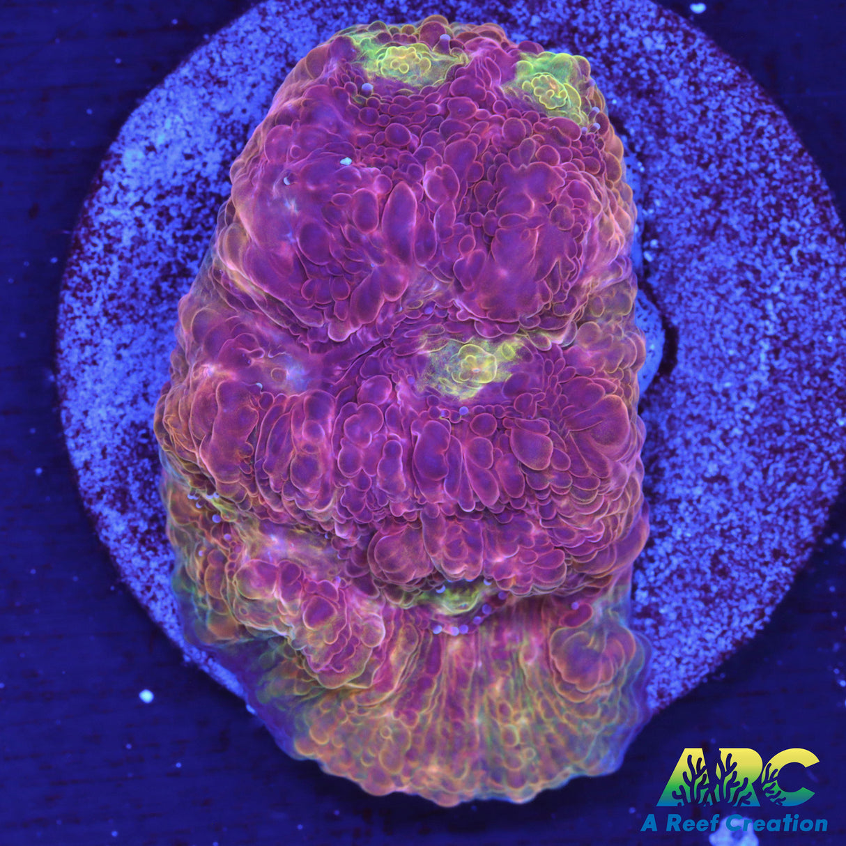 ARC Melting Pot Chalice