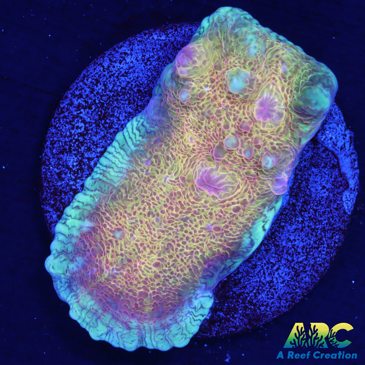 ARC Garbage Plate Chalice