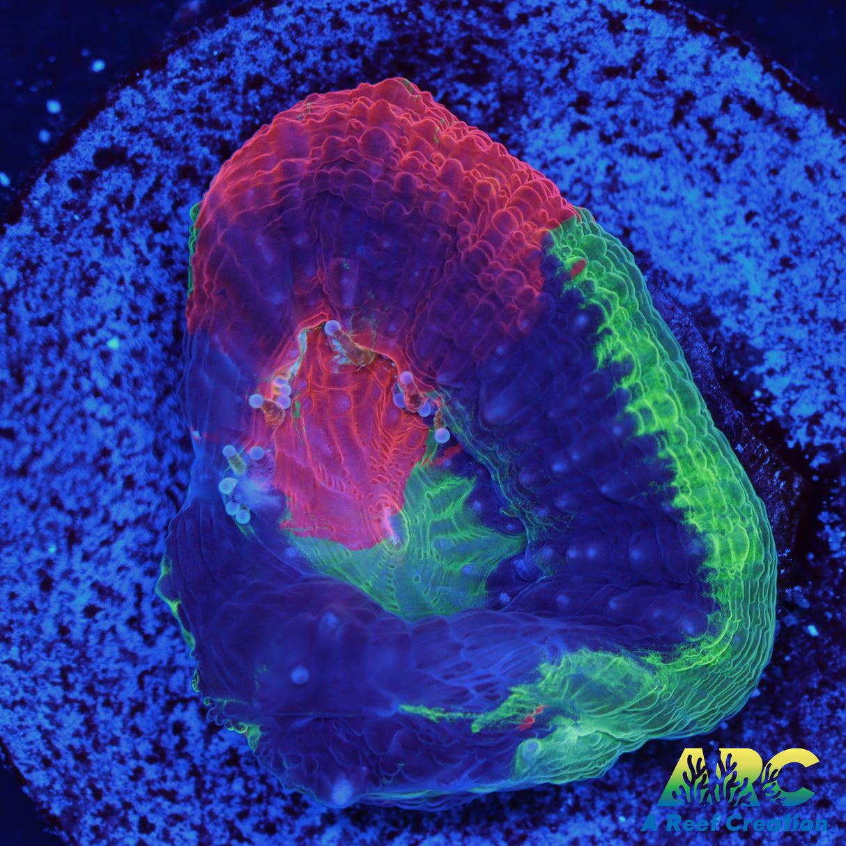 ARC Master Bowerbanki