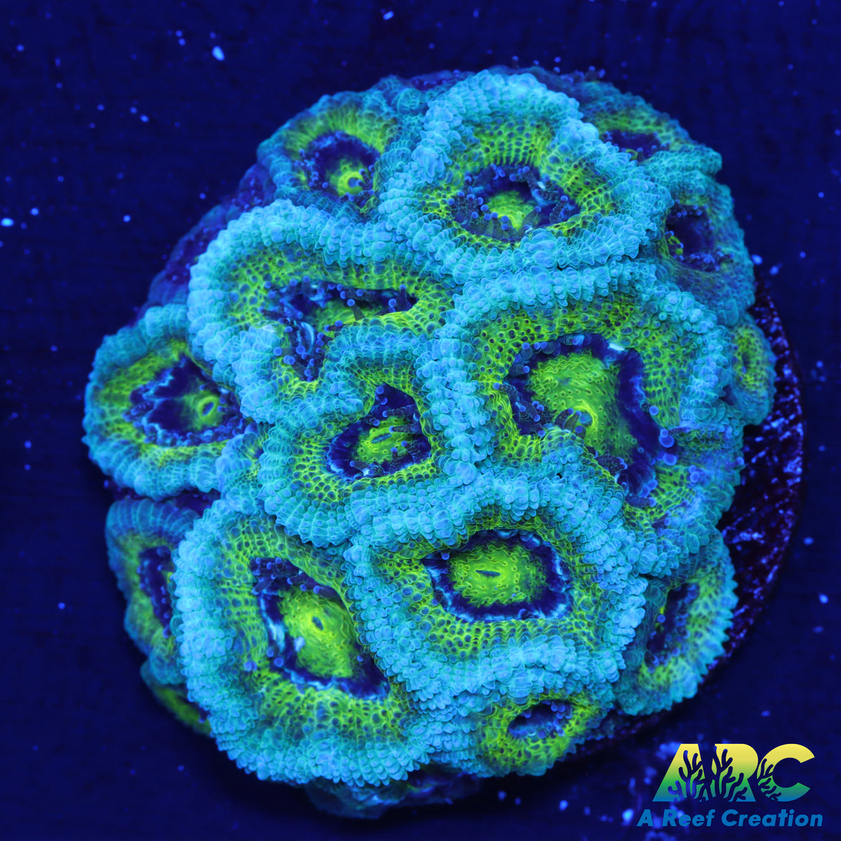 ARC Old School Micromussa