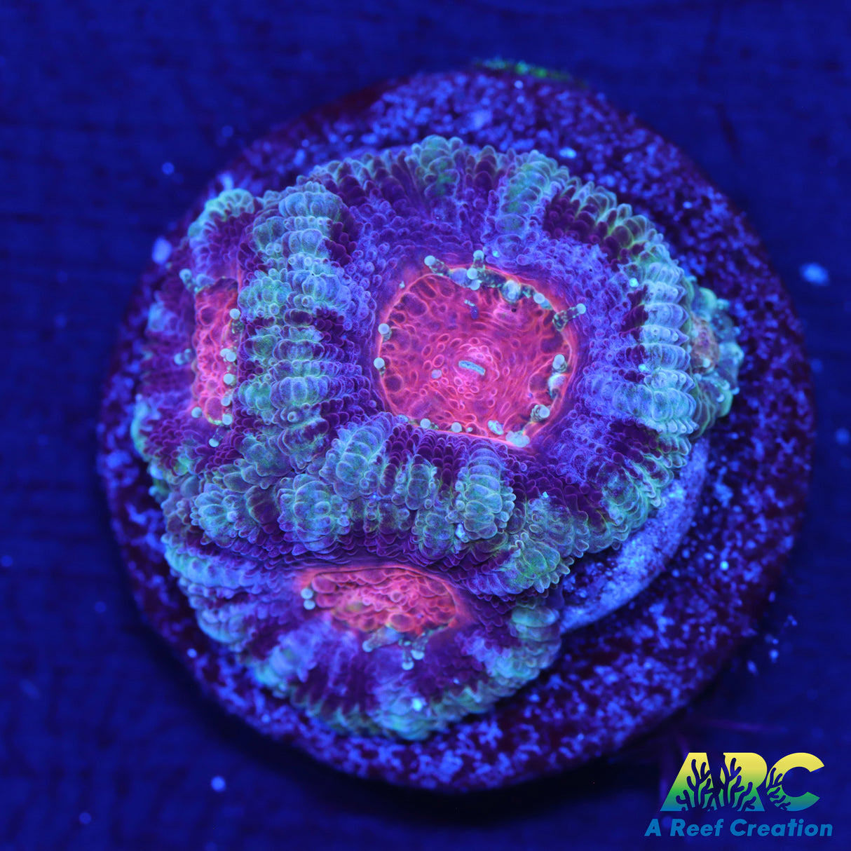 ARC Pink Center Micro