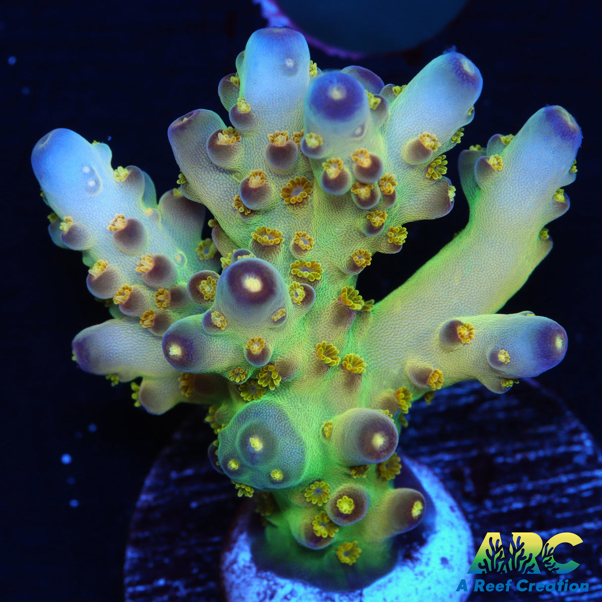 JF Fantasy Island Acropora