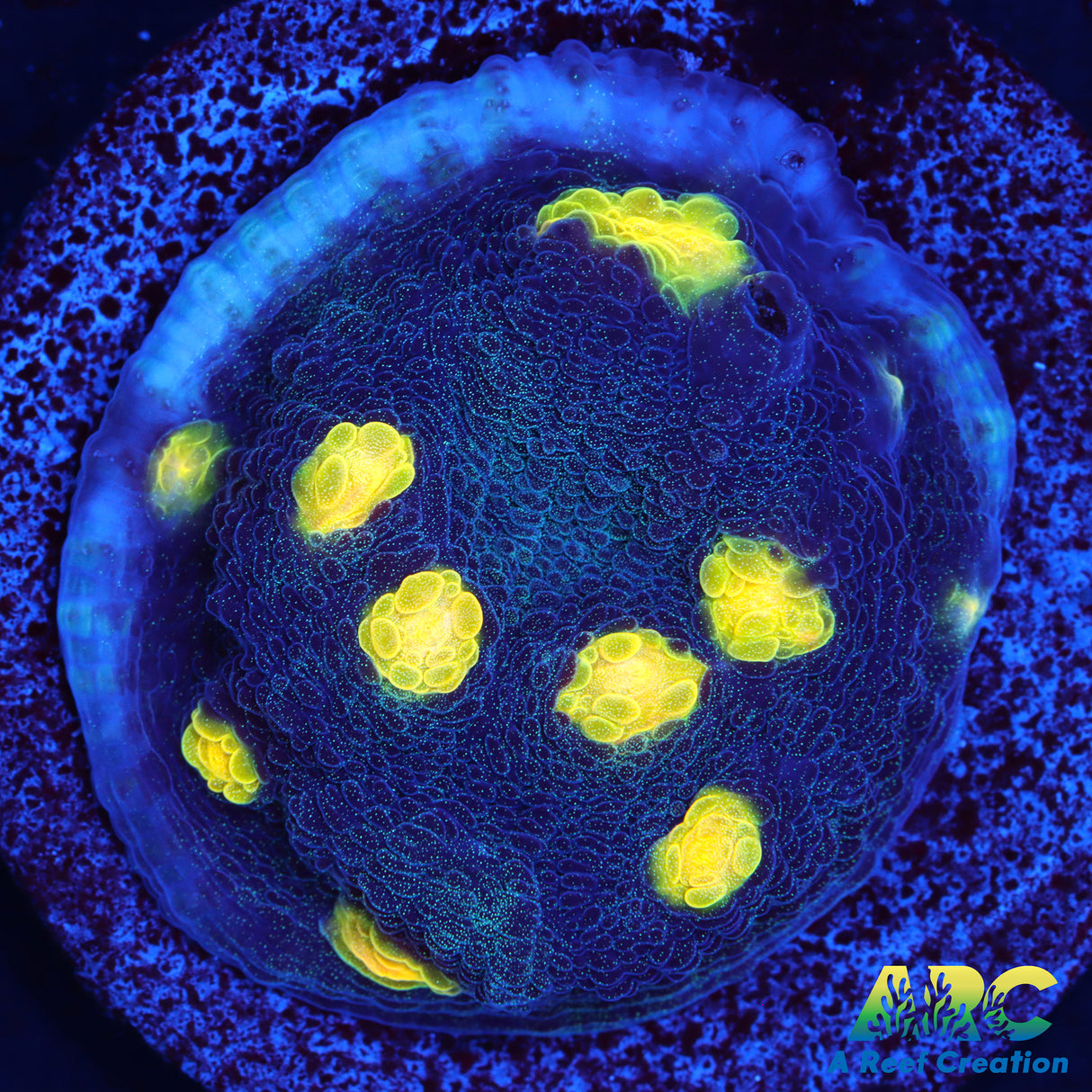 JF Yellow Bandit Chalice