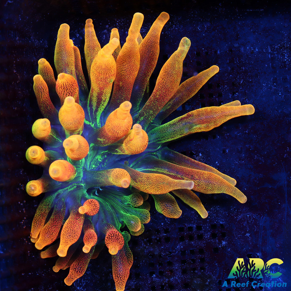 Chicago Sunburst Bubble Tip Anemone