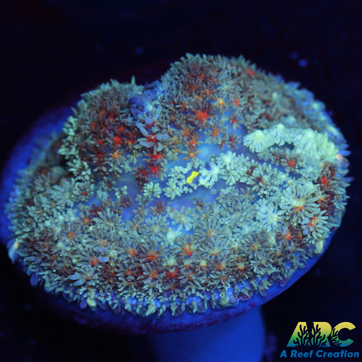 ARC FunFetti Rhodactis