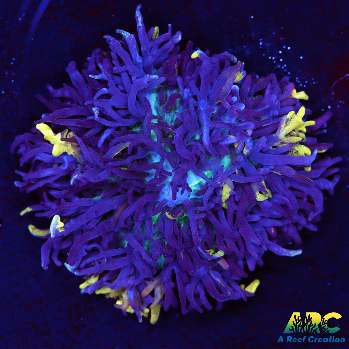 Magic Carpet mushroom