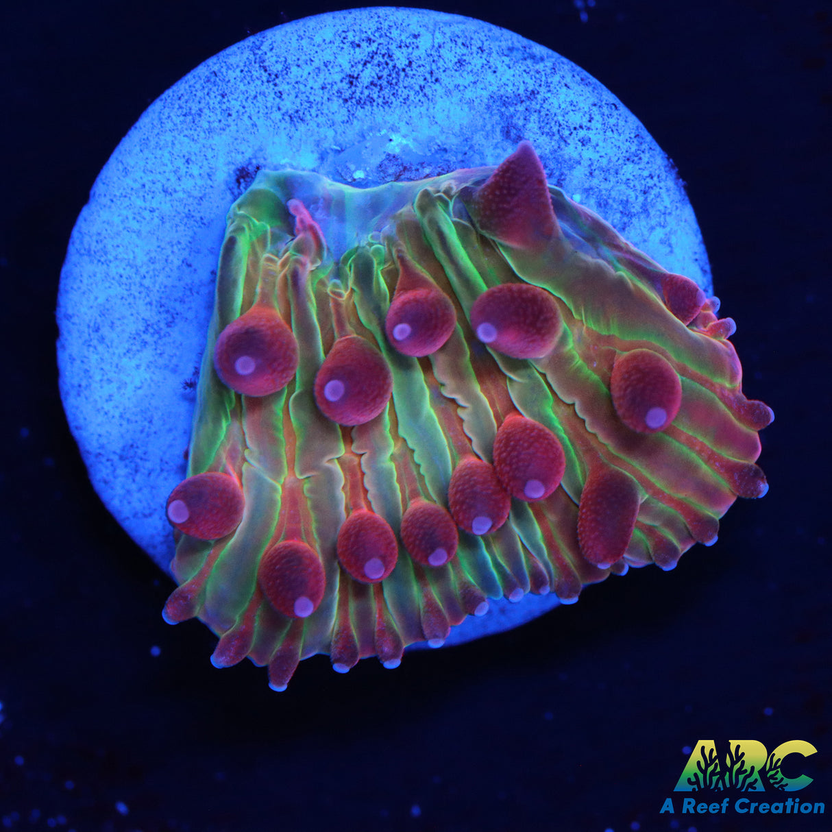 ARC Purple Hydra Diaseris