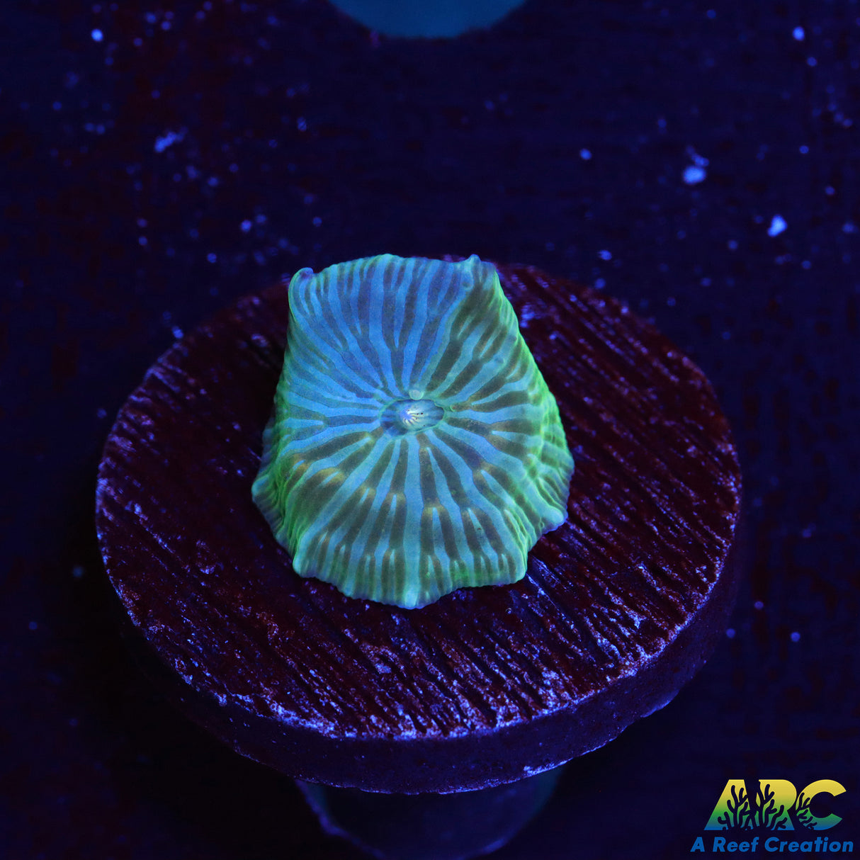 RandyO's Bicolor Discosoma Mushroom