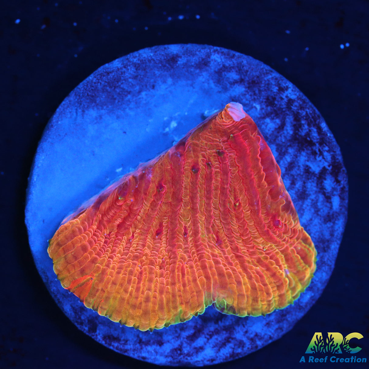 WWC Diablo Diaseris Plate