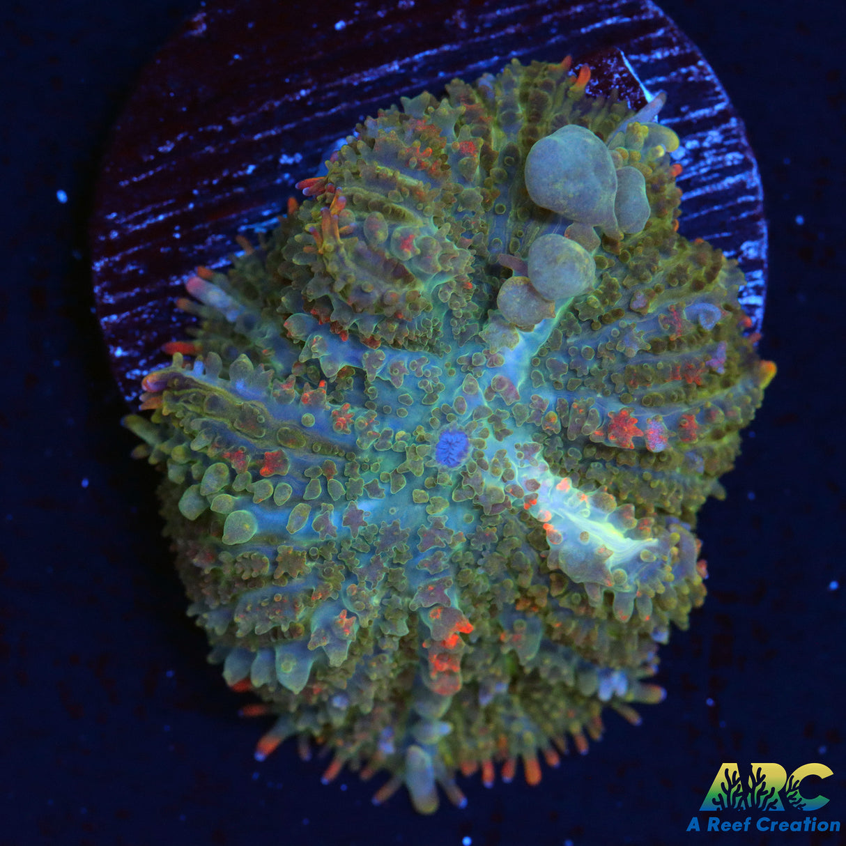 ARC Deathstroke Bounce Mushroom