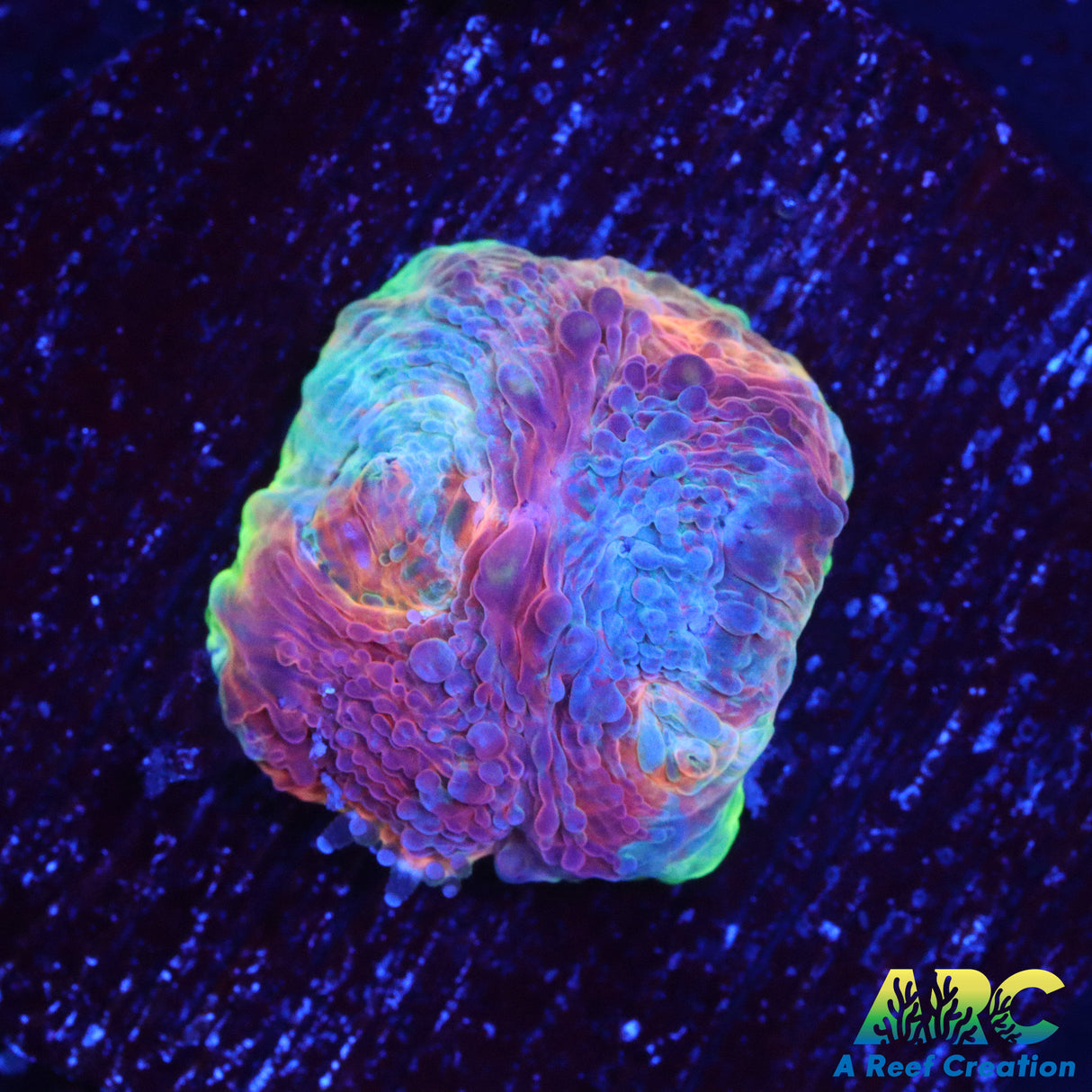 ARC Overdose Acan echinata