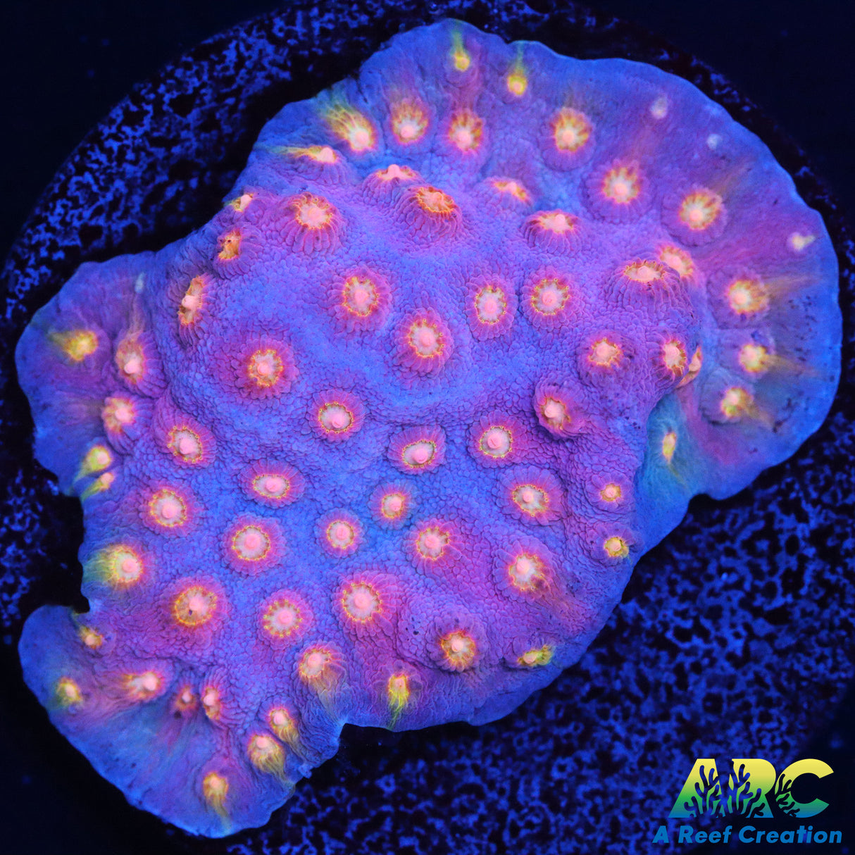 ARC Halley's Comet Plating Cyphastrea