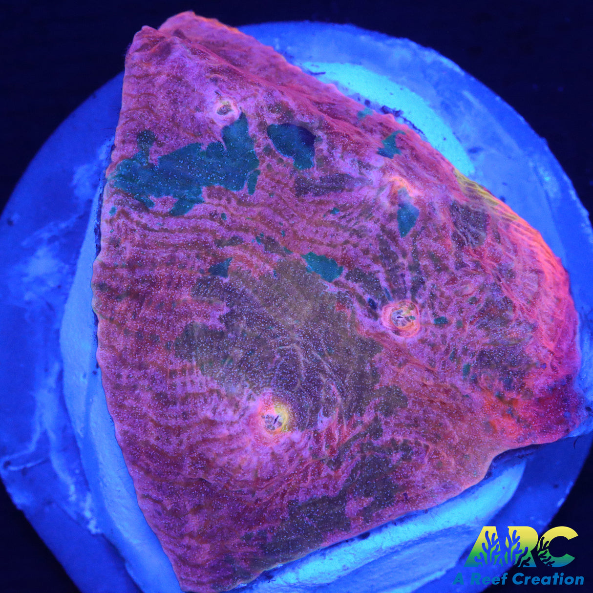 ARC Fairy Dust Chalice