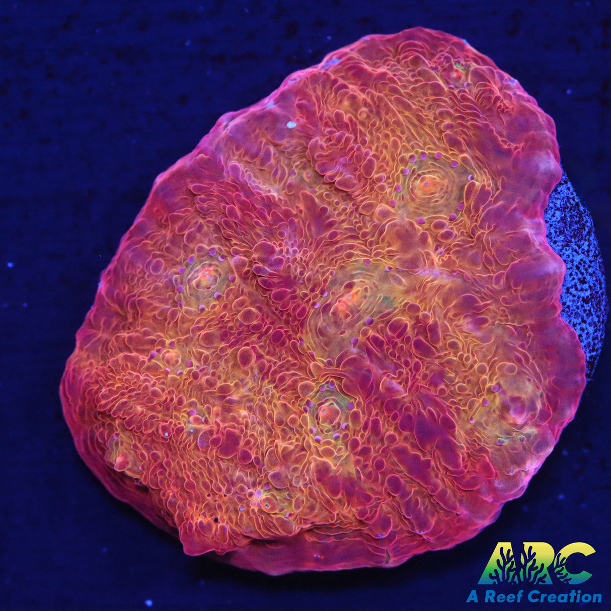 ARC Ludicrous Chalice