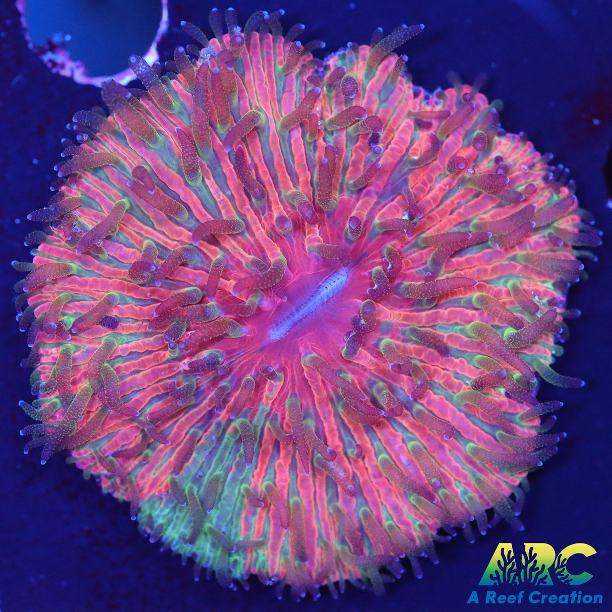 Maylaysian Rainbow plate coral