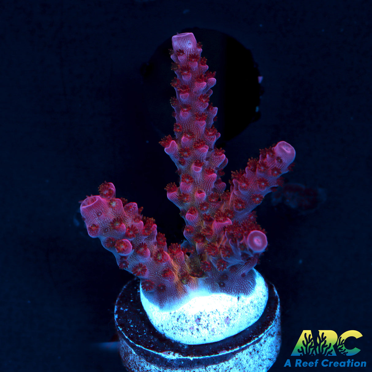 PC Rainbow Acro