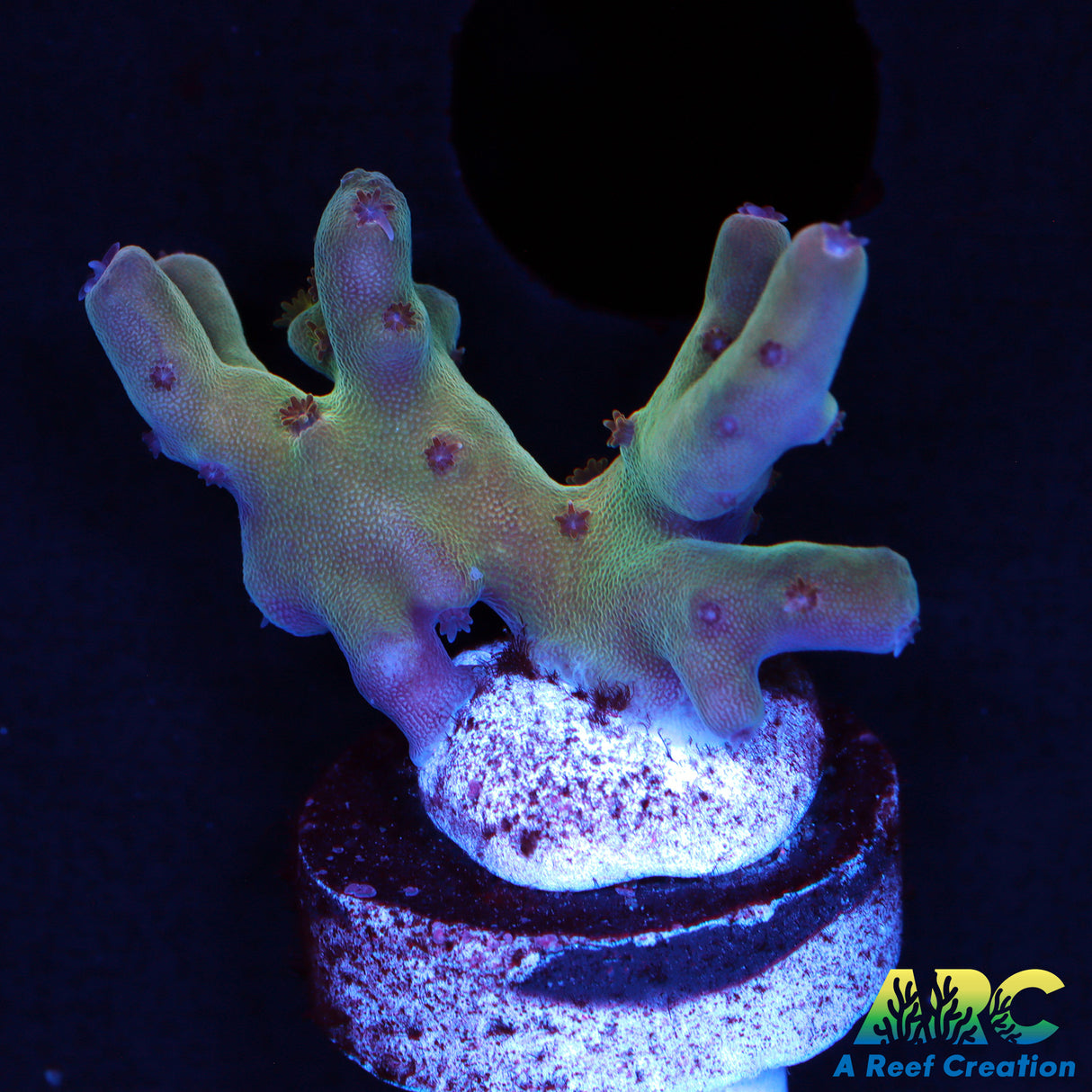 Deepwater Lokani Acro