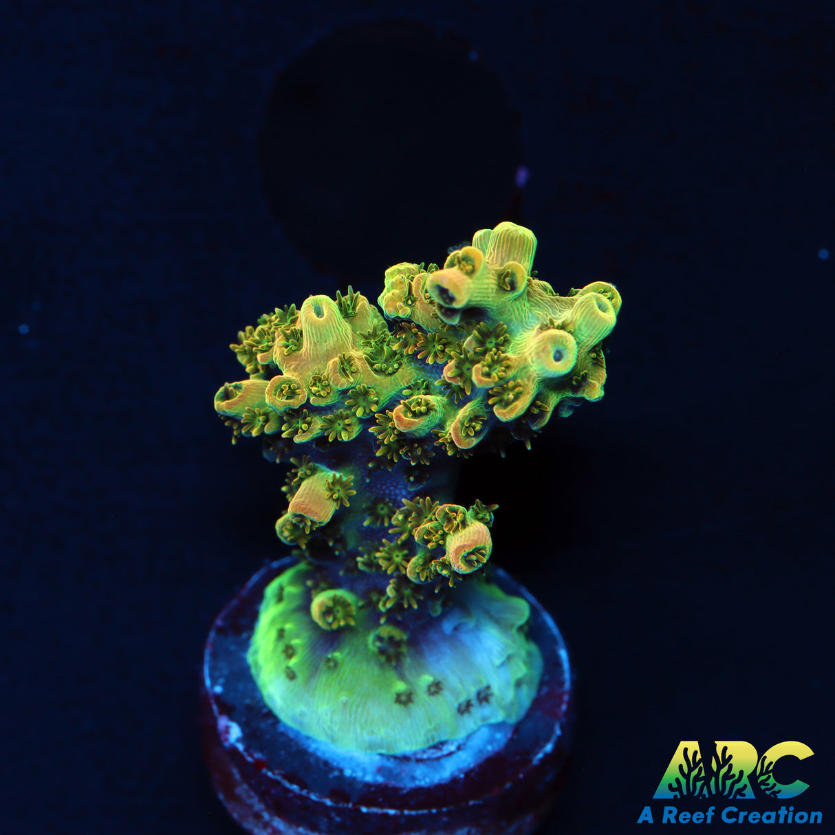 ARC Peach Giant Acro