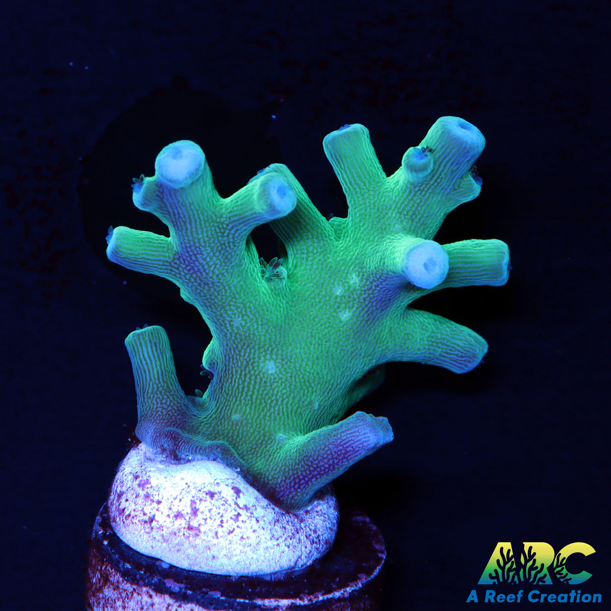 ARC Teal Navini Acro