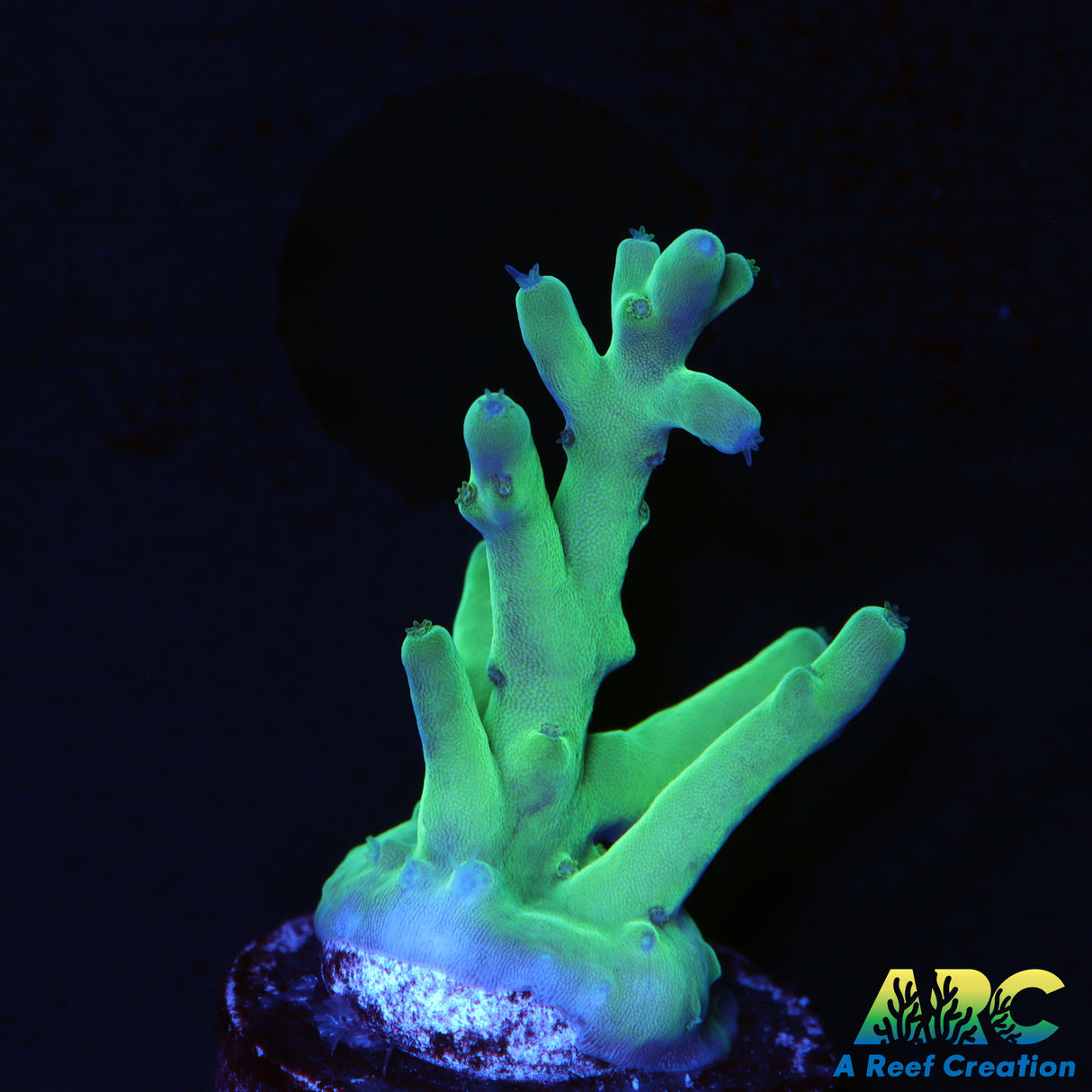 Sanjay's Blue Spruce Acro