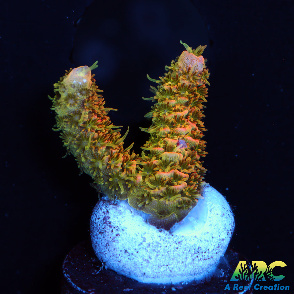 ASD Rainbow Milli