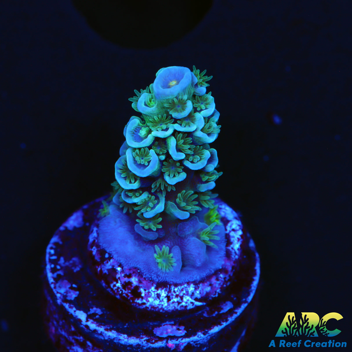 ARC Time Capsule Tenuis