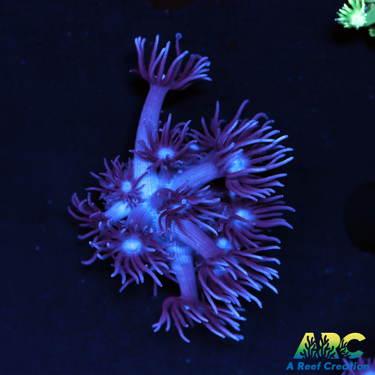 ARC Purple Goni
