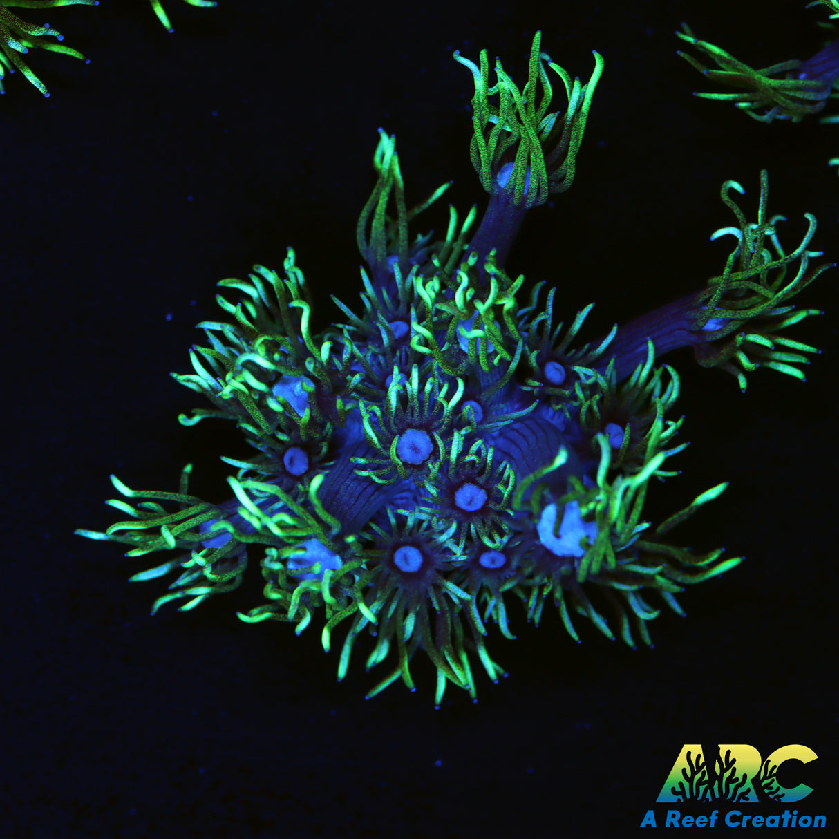 ARC Black Light Goni