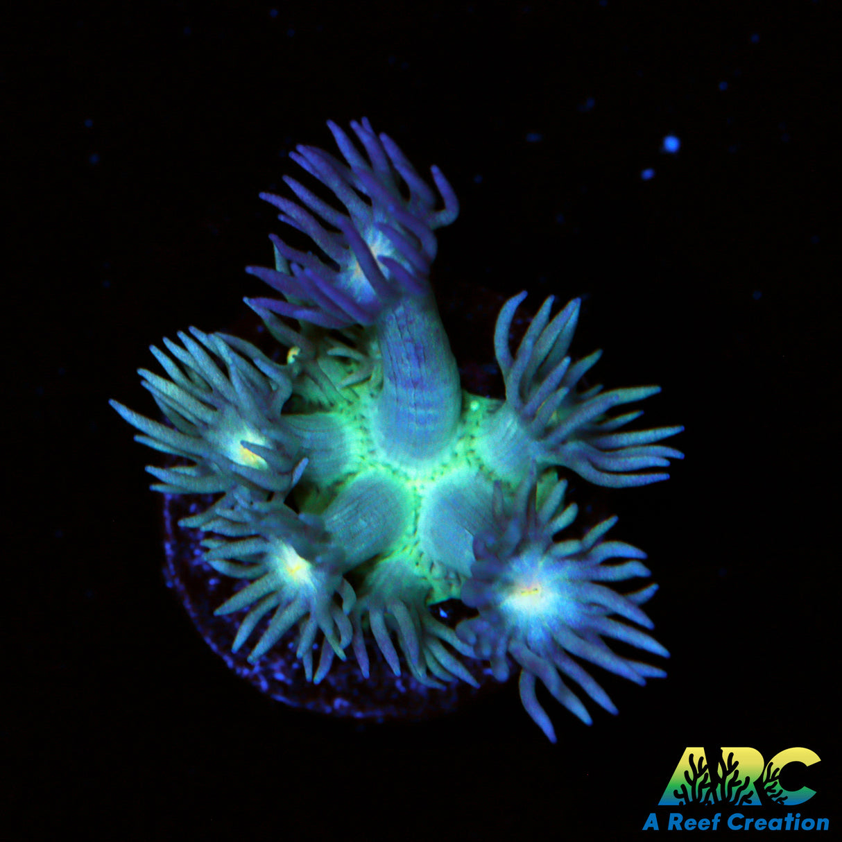 Neon Goni