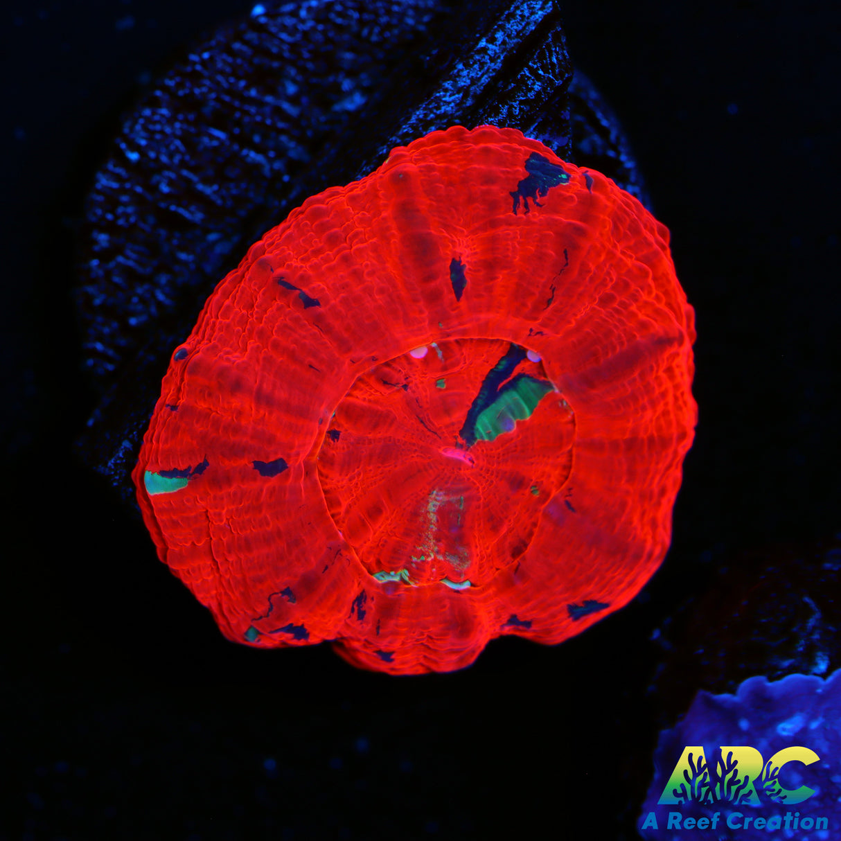Molten Red Scoly Frag