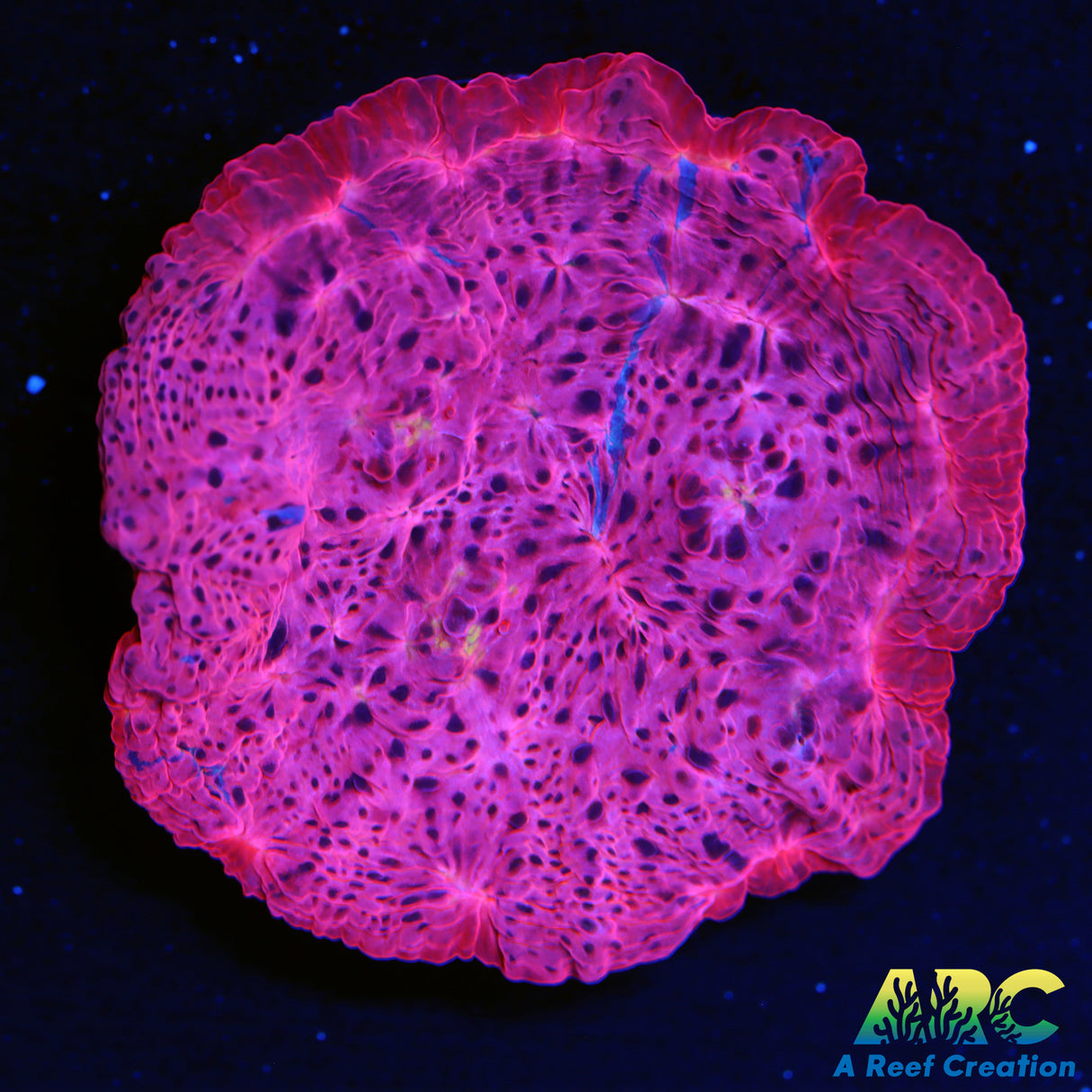 Pink Leopard Chalice
