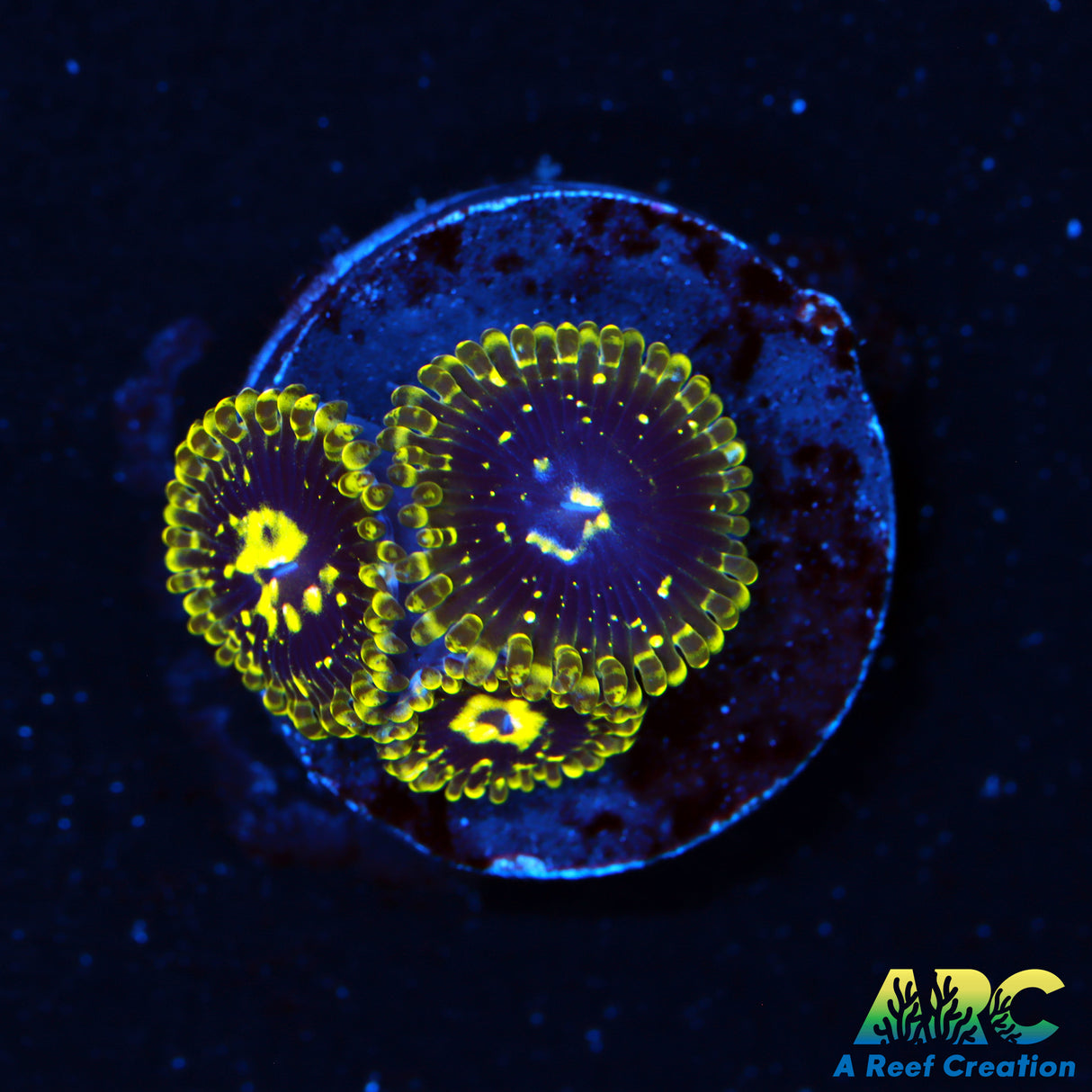 Exospheres