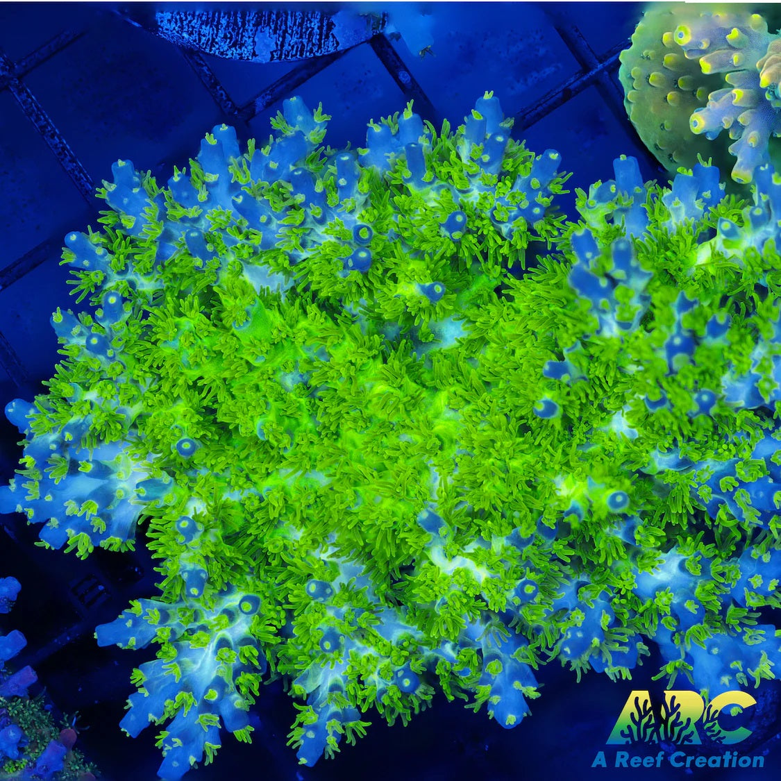 RRC Marvin The Martian