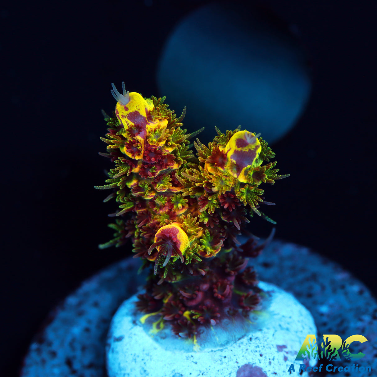 RRC Rainbow Splice Show Piece