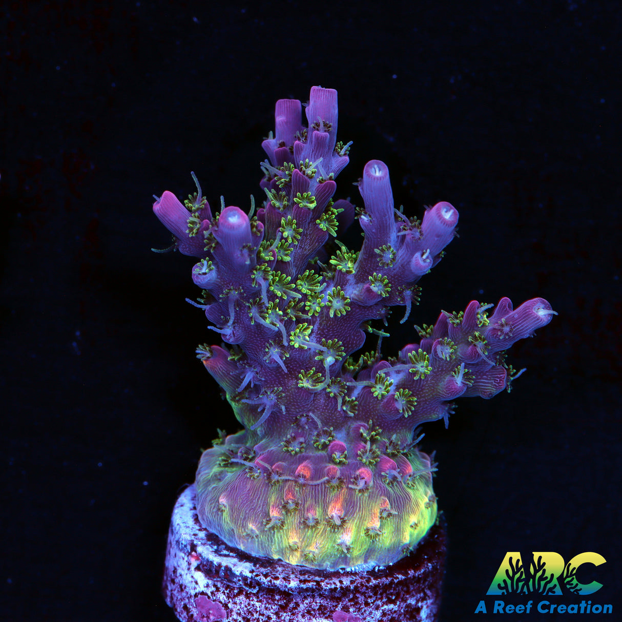 ARC Purple Hairy Monster