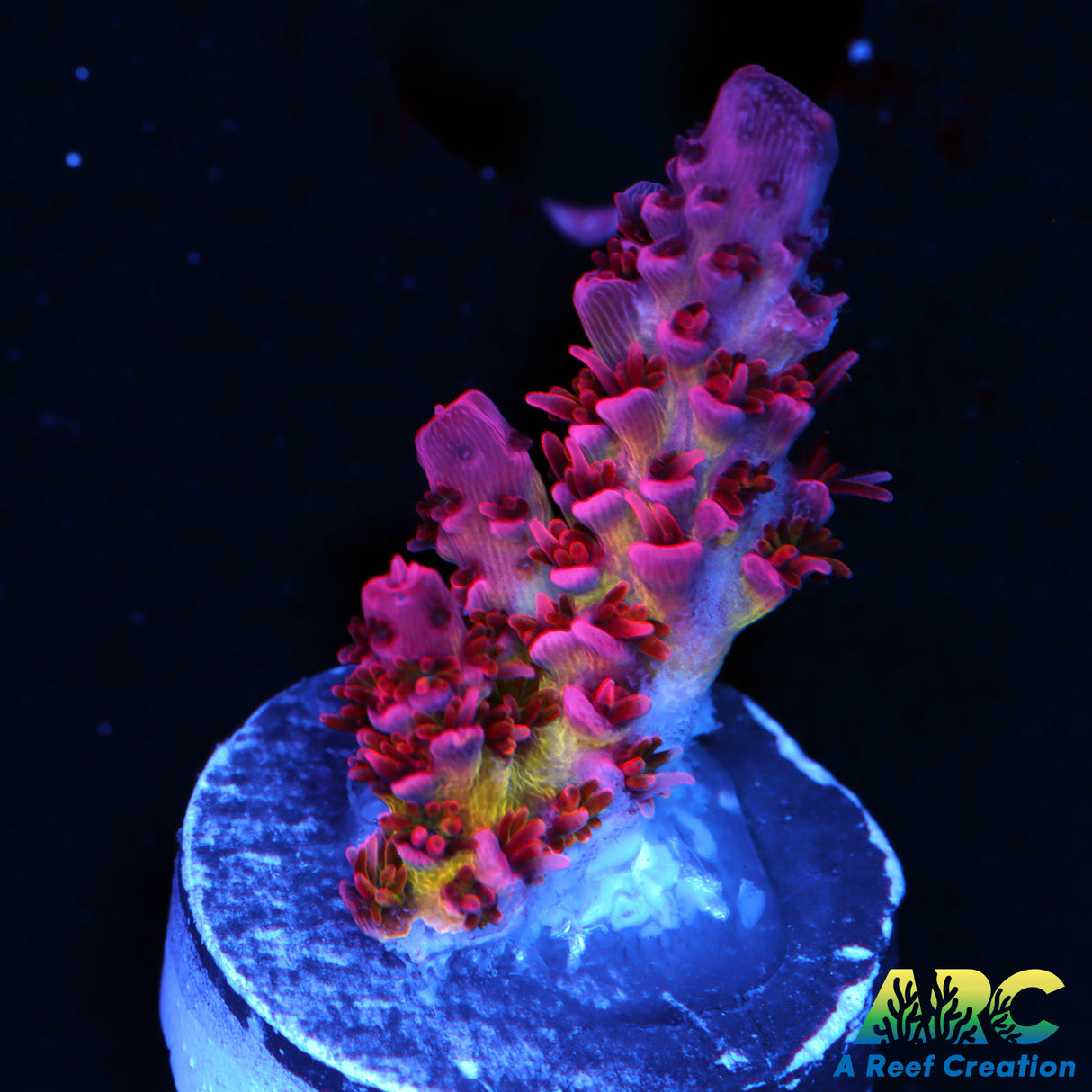 CC Firewalker Acro