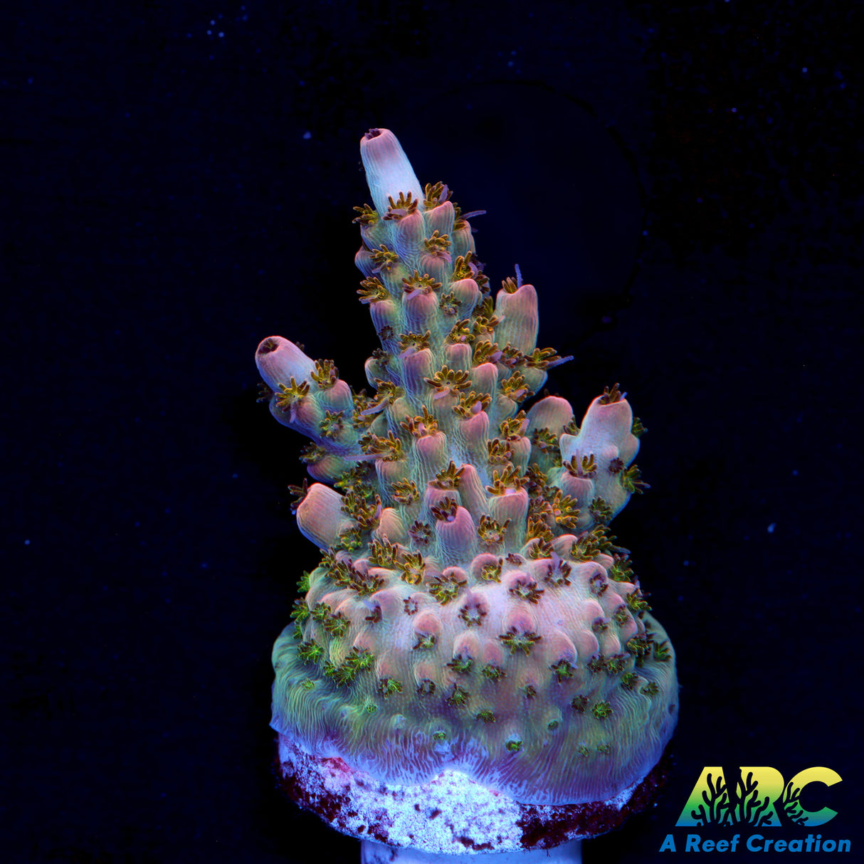 Greg's Unicorn Acro