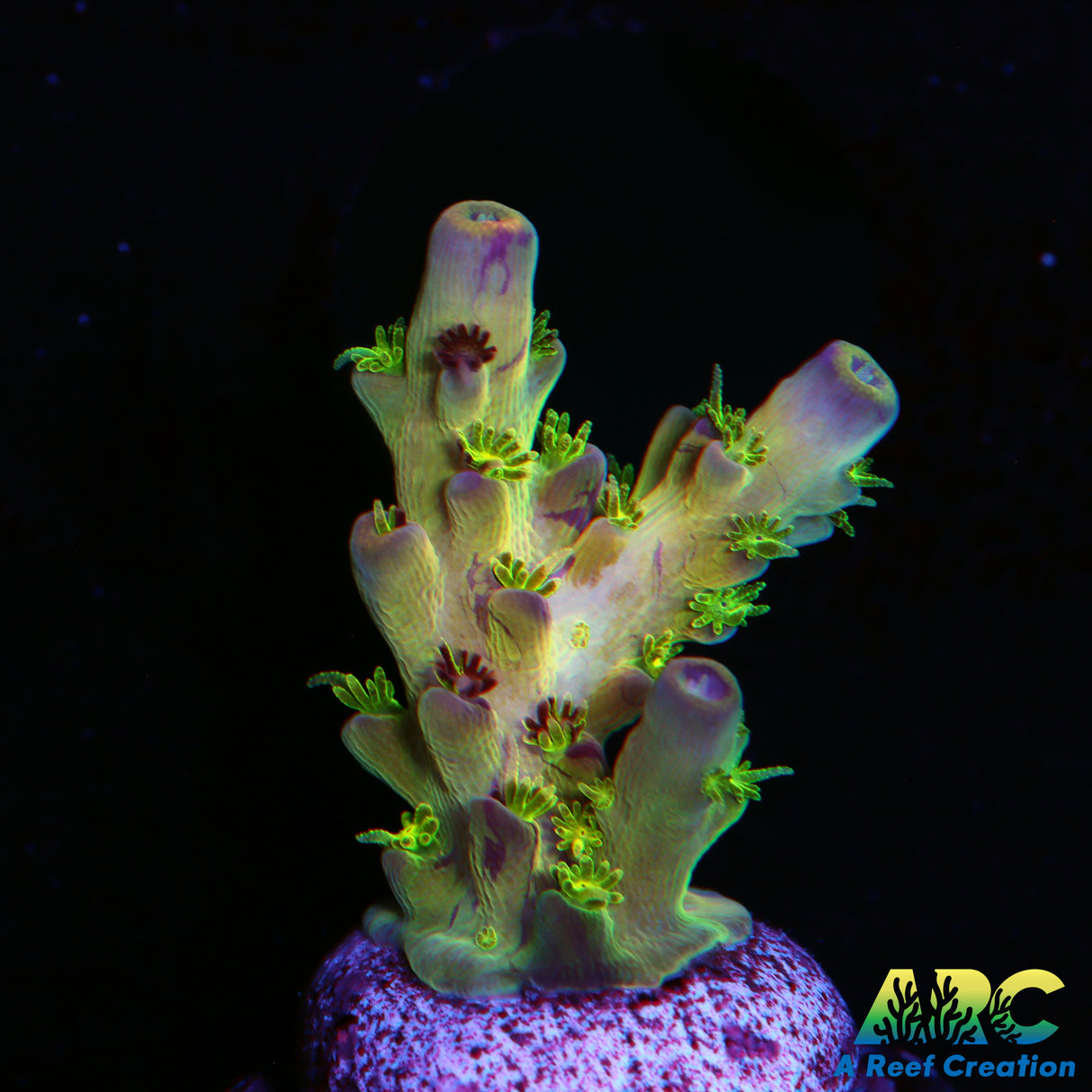 TCK Kaleidascope Acro