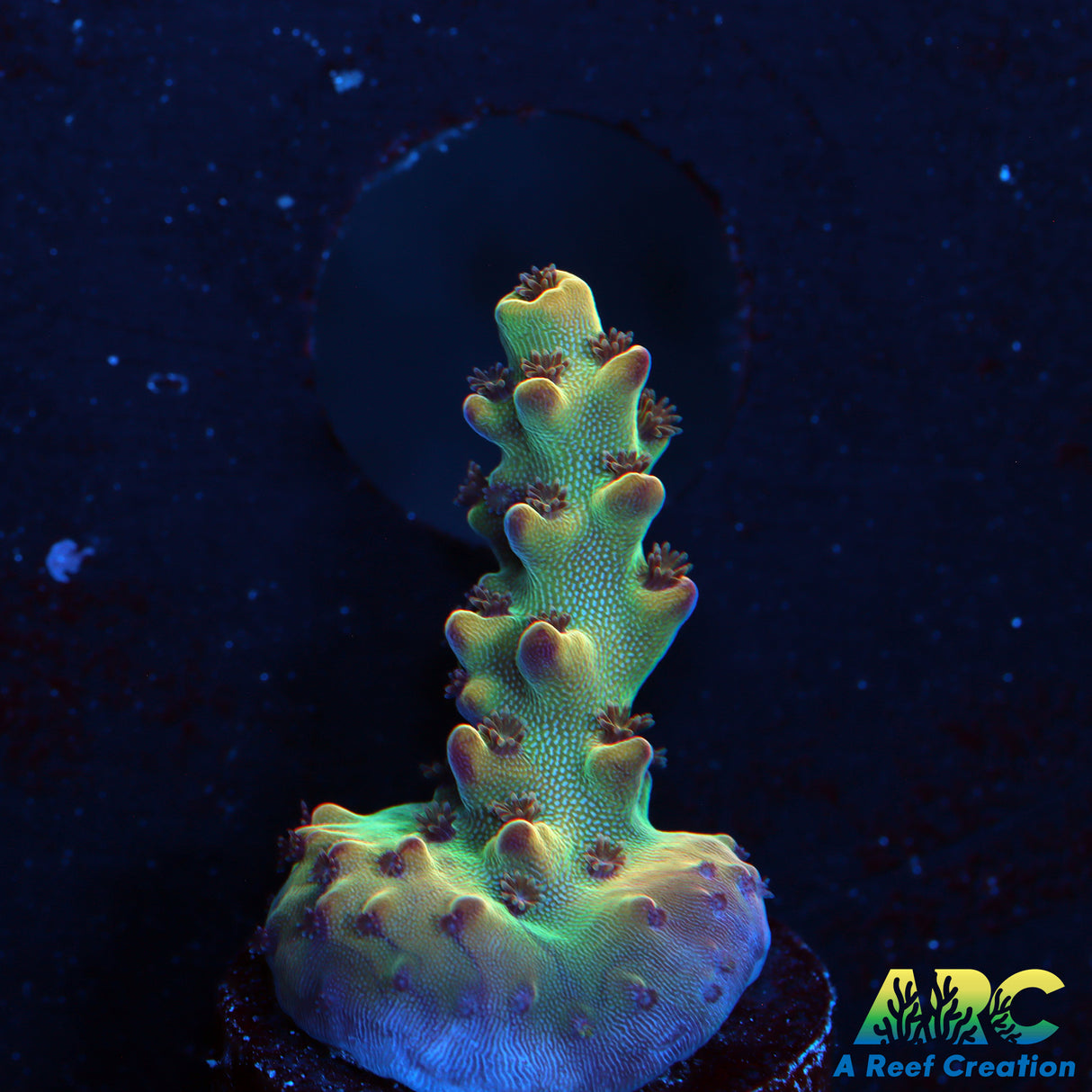 ARC 2020 Acro