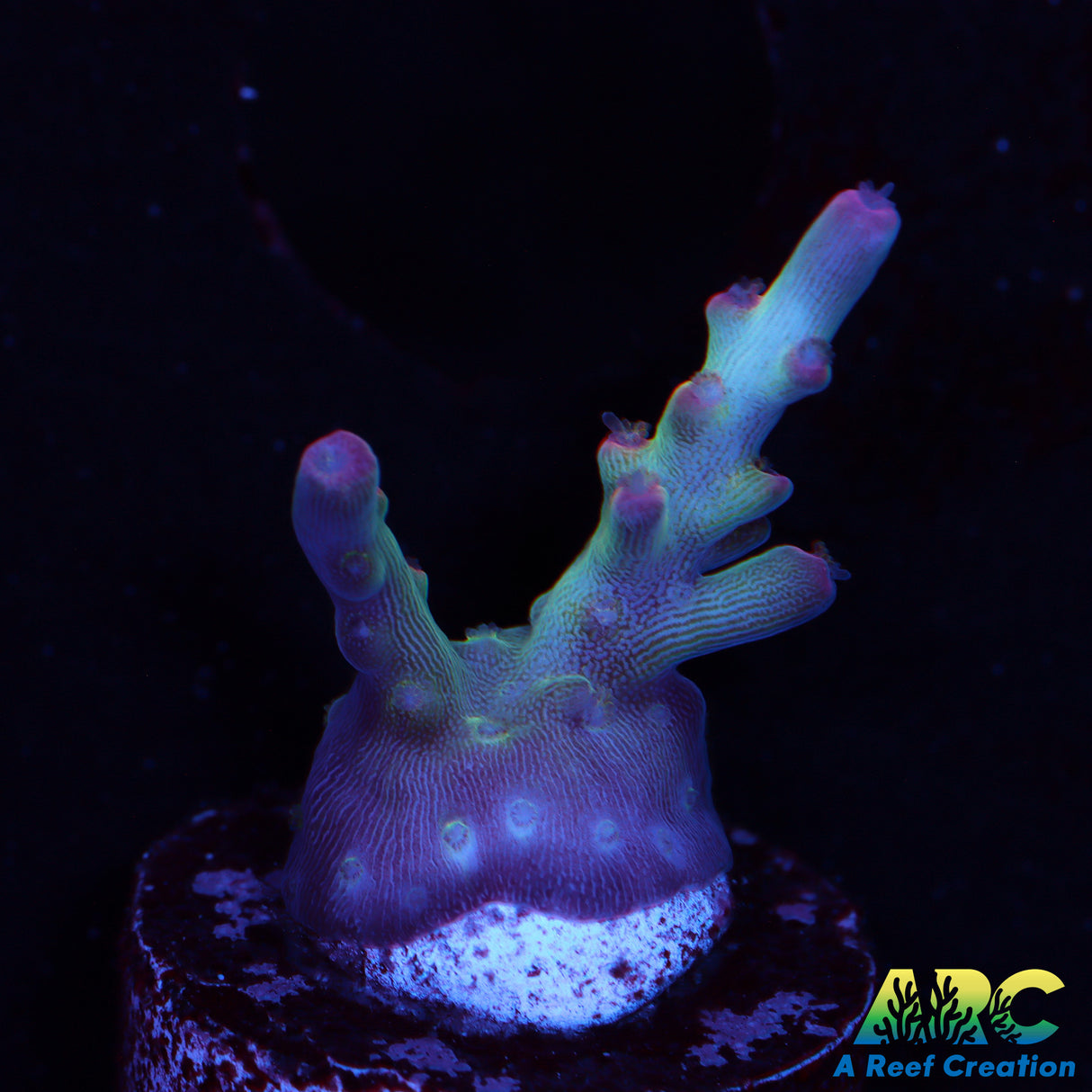 ARC Joe Cool Acro