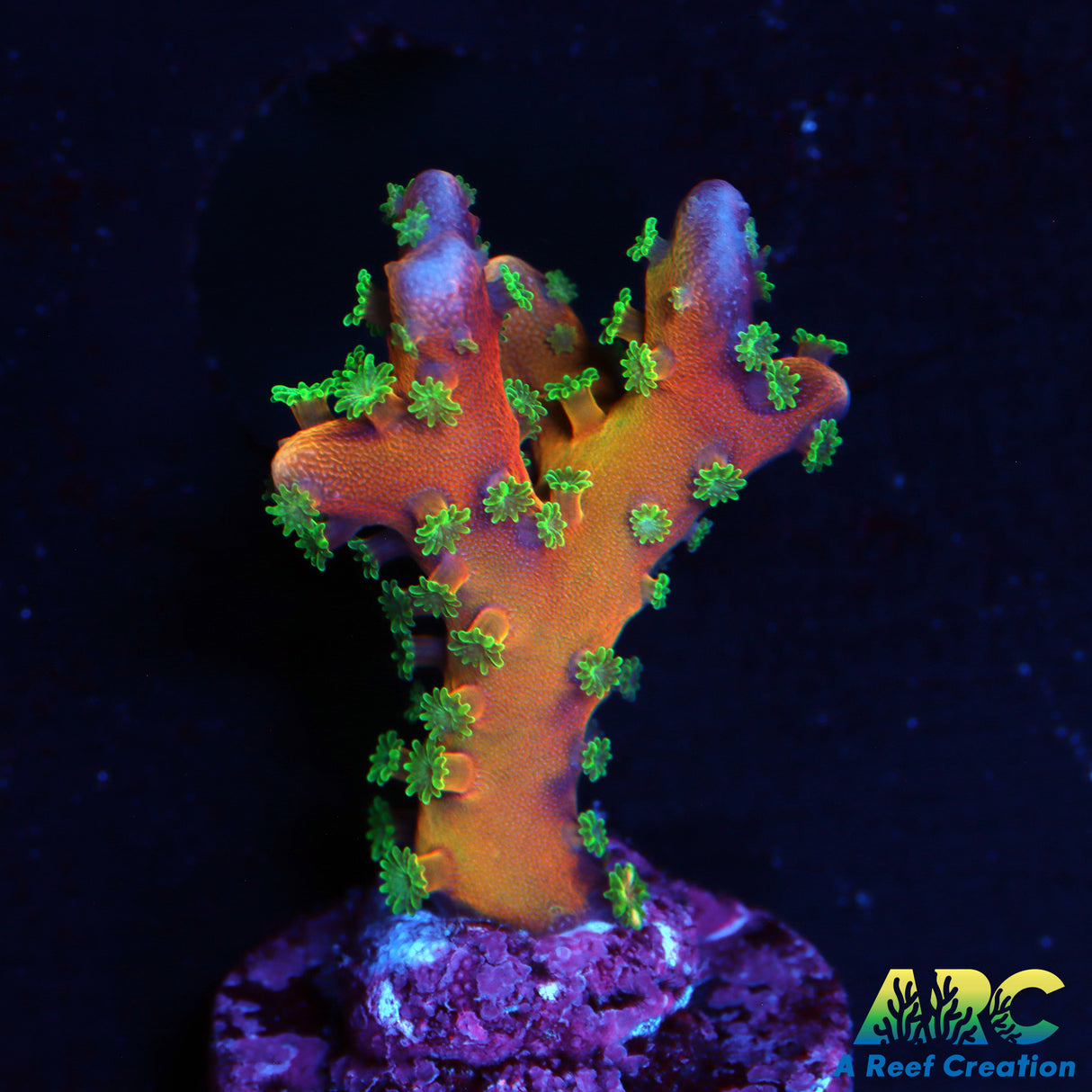 RRC Tropicana Anacropora