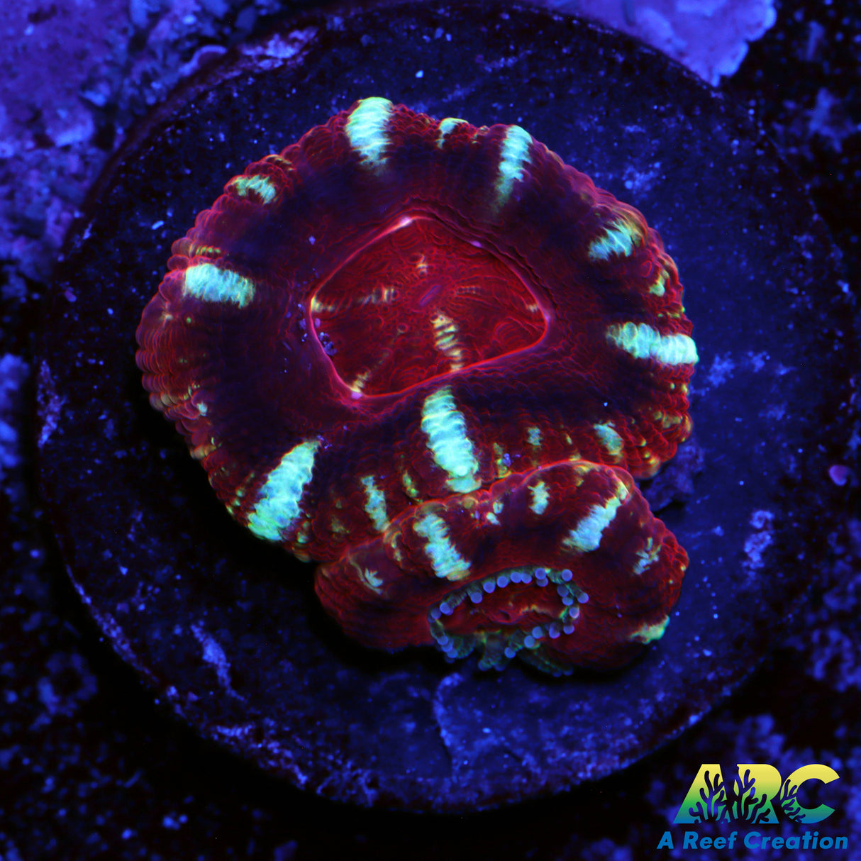 ARC Asian Acans