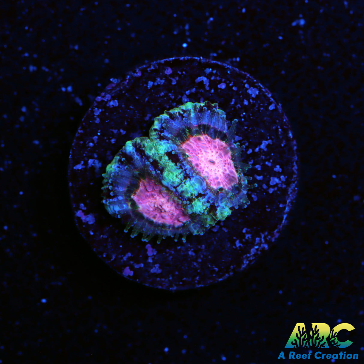 ARC Pink Center Micro